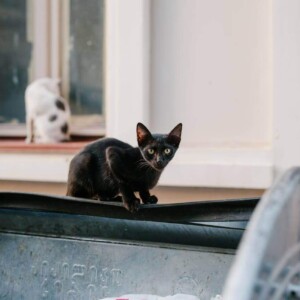 Fund Spay/Neuter Surgeries for 500 Stray Cats